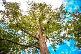 Best Tree Maintenance Programs  in Stonebridge, NJ