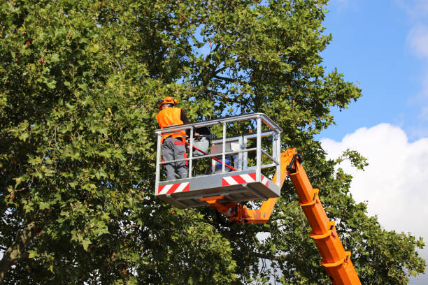 Best Tree Maintenance Programs  in Stonebridge, NJ