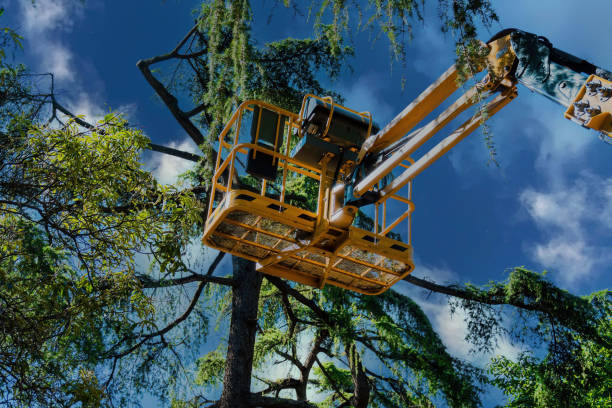 How Our Tree Care Process Works  in  Stonebridge, NJ