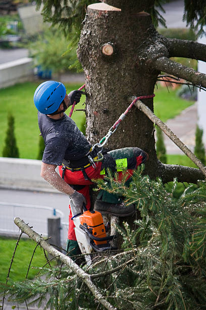 Best Lawn Irrigation Installation and Maintenance  in Stonebridge, NJ