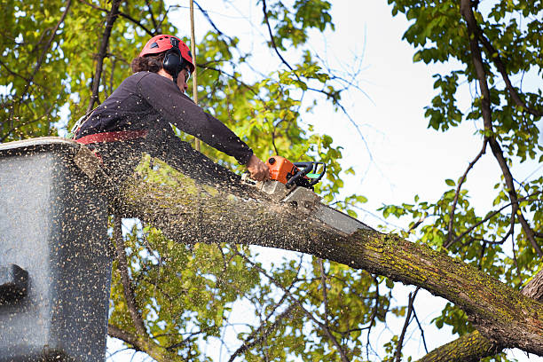 Best Lawn Watering Services  in Stonebridge, NJ