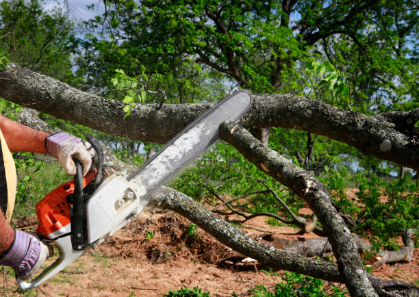  Stonebridge, NJ Tree Removal Pros